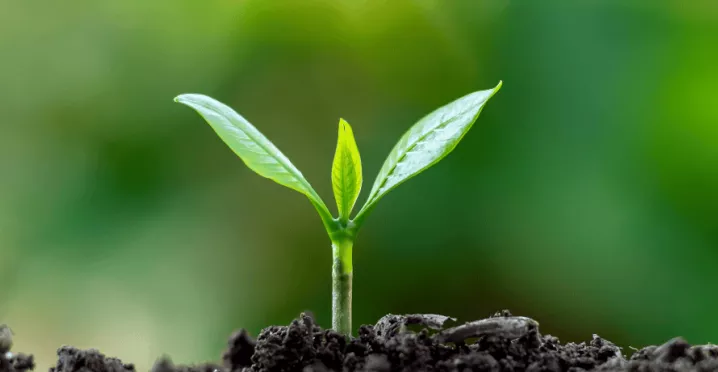 Un bourgeon sortant de la terre 