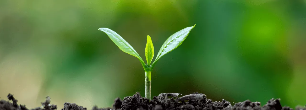 Un bourgeon sortant de la terre 