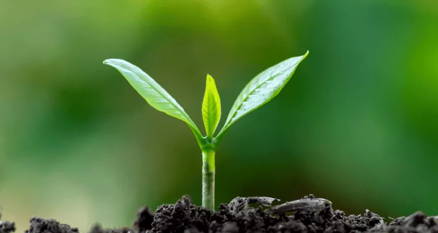 Un bourgeon sortant de la terre 