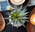 Utilisez votre carte Pluxee Lunch chez Do for Love pour leur nouveau coffee shop au Luxembourg