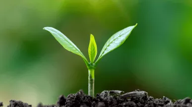 Un bourgeon sortant de la terre 